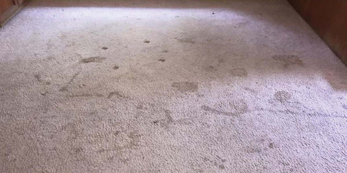 5 Typical Carpet Stains in Bakersfield Homes