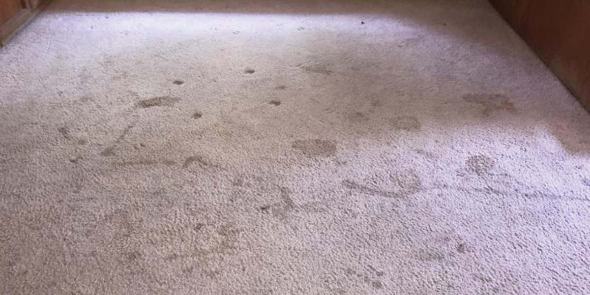 5 Typical Carpet Stains in Bakersfield Homes Safari Carpet Cleaning