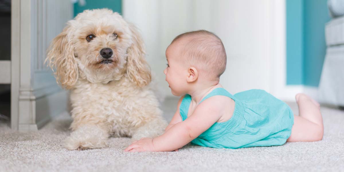 How Clean Is your Carpet? Safari Carpet Cleaning